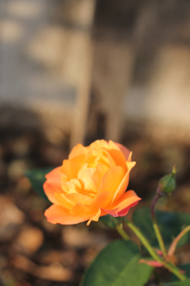 ハシさんの この一枚「「アンネ・フランクの思い出」という名前のバラです。教会の庭に咲きました。」