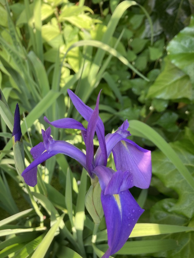 はしさんの この一枚「教会の牧師館の庭に花菖蒲咲いています」