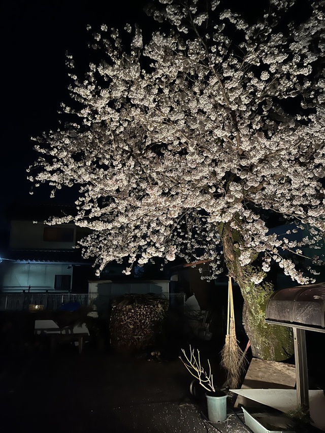 はしさんの この一枚「桜、満開です。夜、ライトアップしてます」