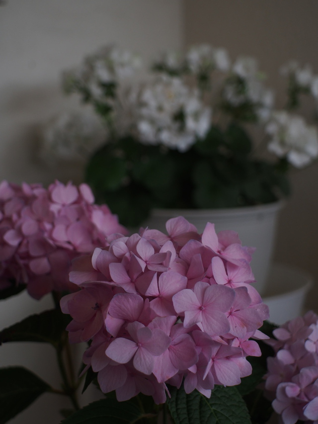 hashiさんの この一枚「紫陽花　雨止みました」