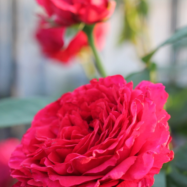 教会の花壇に赤い薔薇が今年も咲きました。
Tさんがいつも世話をしてくださっています。