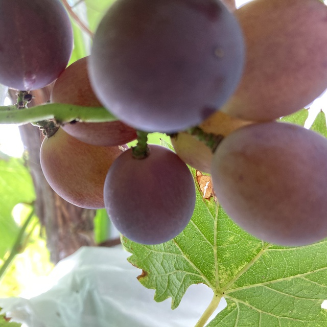 教会のぶどうの実です
食べ頃は8月下旬から9月はじめ