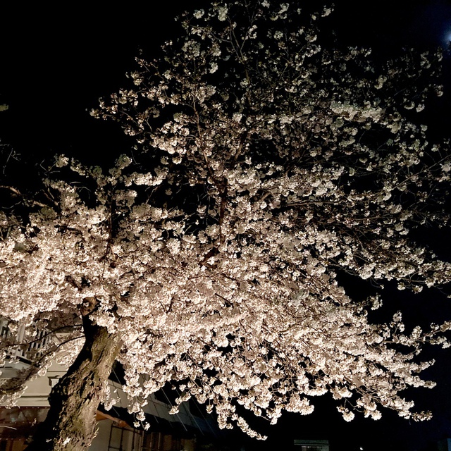 教会の桜の木  ライトアップしました