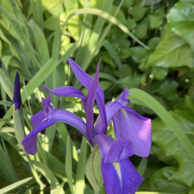 教会の牧師館の庭に花菖蒲咲いています