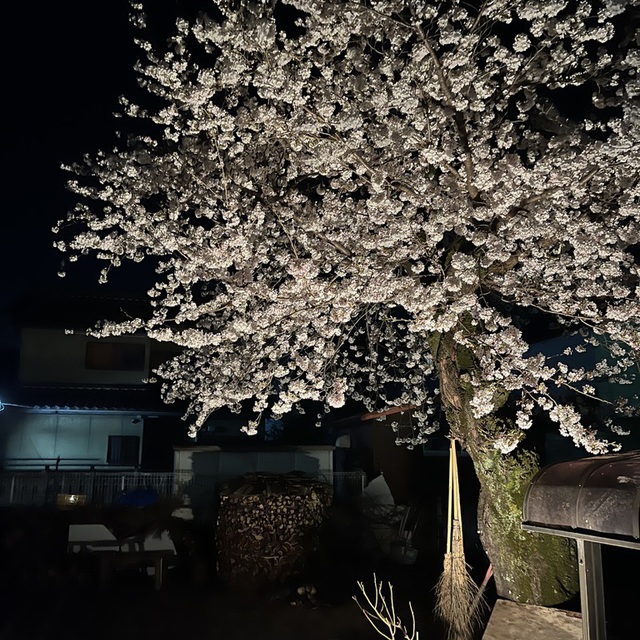 桜、満開です。夜、ライトアップしてます