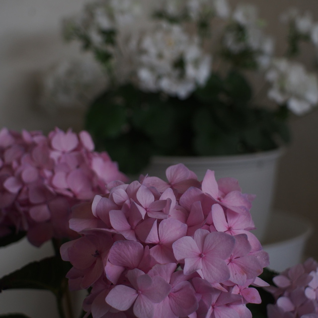 紫陽花　雨止みました