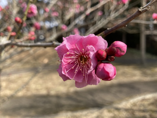 2026年2月15日(日) 日曜礼拝「喜ぶ人、泣く人とともに」