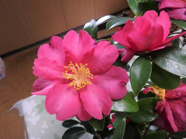 2026年3月1日(日) 日曜礼拝「おまえは神の子か」