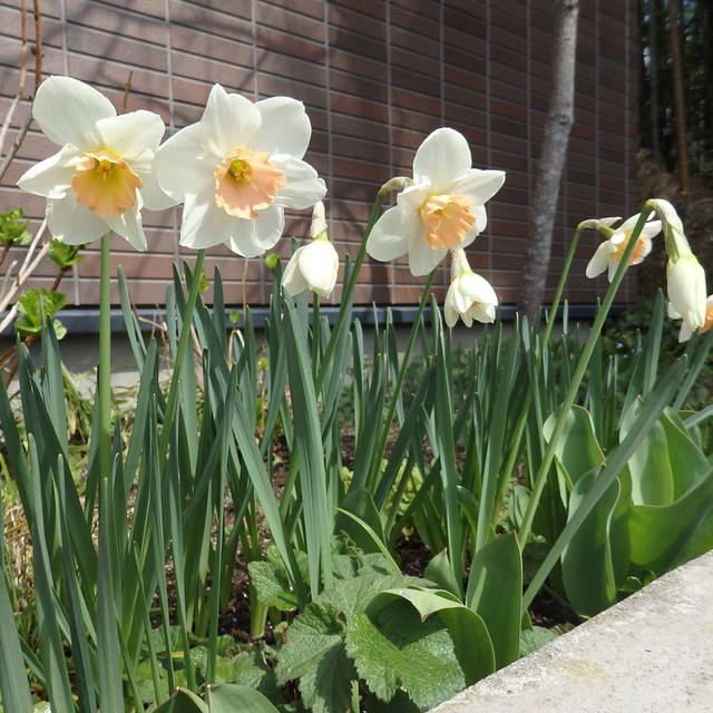 イースターを前にして花壇には色とりどりに花々が咲き始めました。