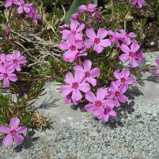 冬は枯れてるよに見えた、芝桜も、可憐な花を次々と咲かせています。