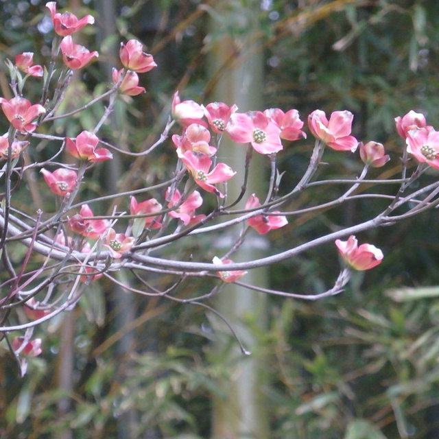 桜が咲き終わるのを見計らったように、ハナミズキが咲き始めました。（教会の花壇）