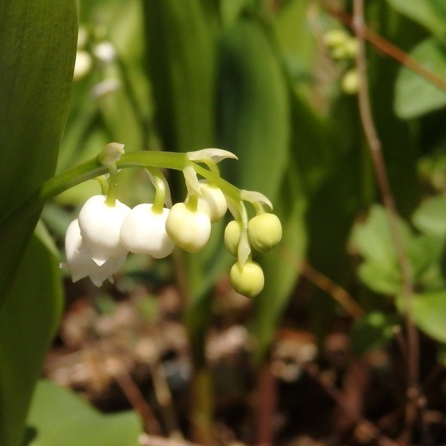 礼拝がお休みになって3週間、季節は進んで、すずらんが可憐な花を咲かせ始めました。