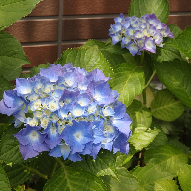 紫陽花の季節です。雨の日も、曇りの日にも、生き生きと咲いていますね。