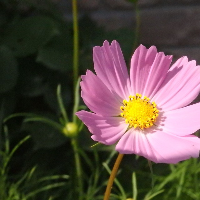 紫陽花の横で、なんとコスモスの花が咲き始めました。気候変動のせいなのか、ただ、あわてんぼうのコスモスなのか・・・？