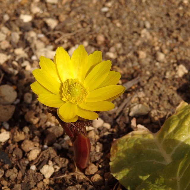 3月になり、福寿草が一輪咲きました。仙台も少しづつ春～。

