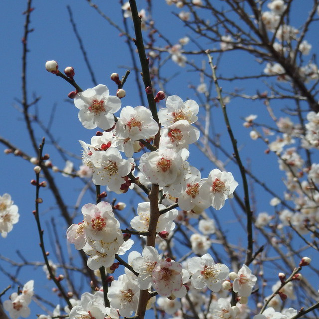 4月になりました。ご近所の梅も満開でした。