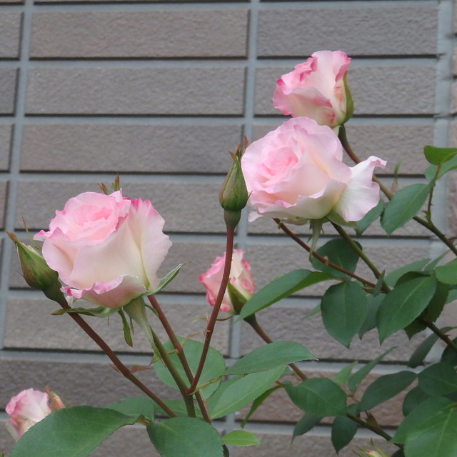 花壇のバラが次々と咲き始めました。きれいですね！

