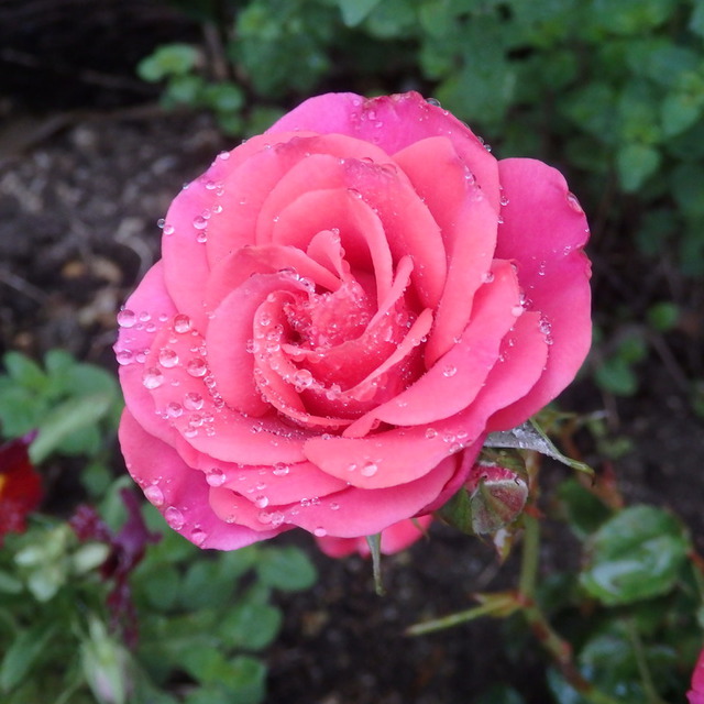 先日花壇に仲間入りしたミニバラ。雨のしずくがきれいな宝石のよう。
