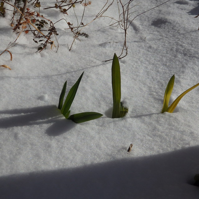 花壇の植物たちも雪をかぶって寒そう。暖かくなるまでがんばって！
