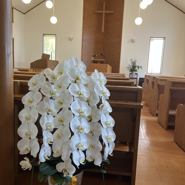 教会に胡蝶蘭が届きました！今井先生の誕生日と敬老の日のお祝いに☺︎