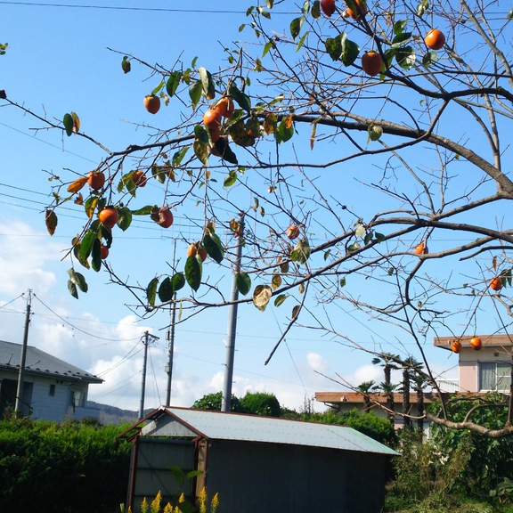 教会の横の柿の木。美味しそうに鳥が秋の実りをついばんでます。
