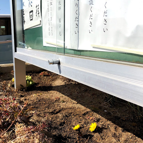 教会の花壇に「福寿草」が咲いていました。暖かい日が続いています。今週1週間も神様と共に歩むことが出来ますように・・・