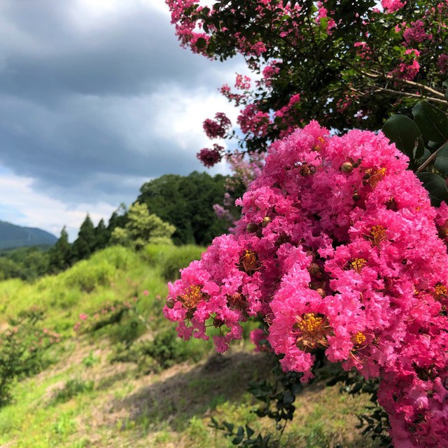 教会の裏山に咲いているサルスベリです！