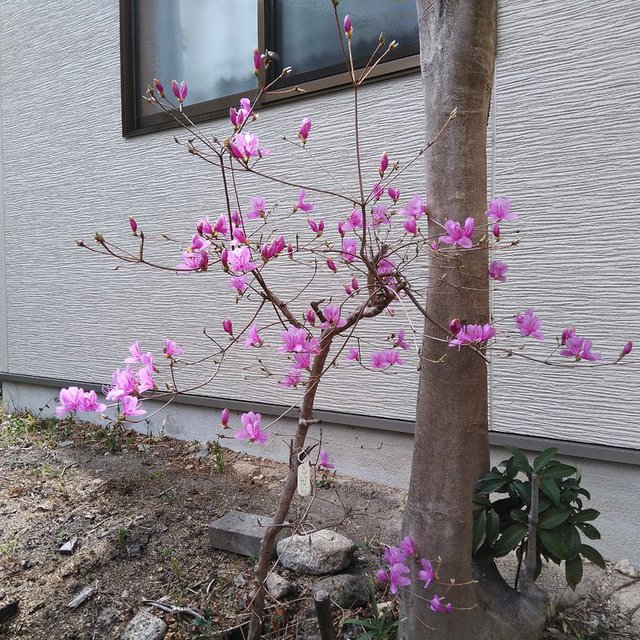 教会庭のミツバツツジ　二日後