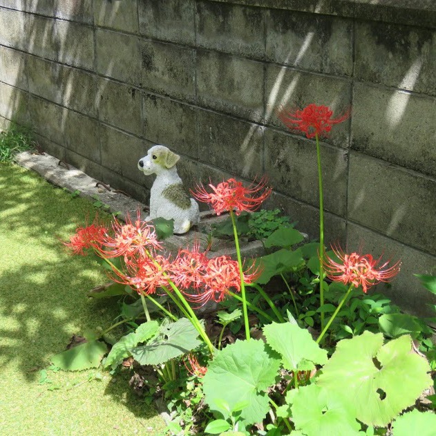 秋になると忠実に花を咲かせるヒガンバナ、鮮やかです