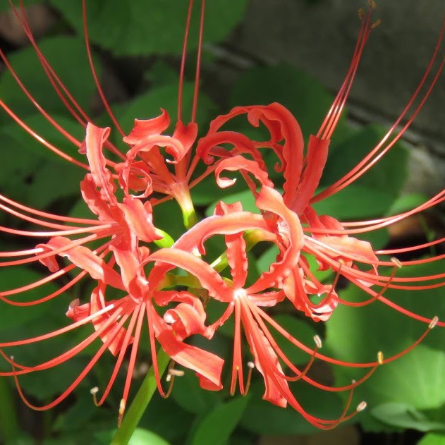 この繊細で独創的な花の形状、神様のアートな想像力！