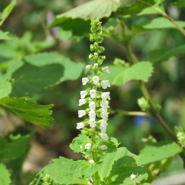 しその花、なんと可憐。