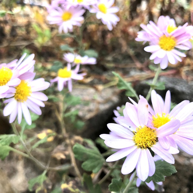 寒い中で綺麗に咲き続ける、お花。
教会前の石段脇から、迎えてくれます。
新しい年も、宝塚教会ホームページをご覧のみなさまに祝福がありますように！