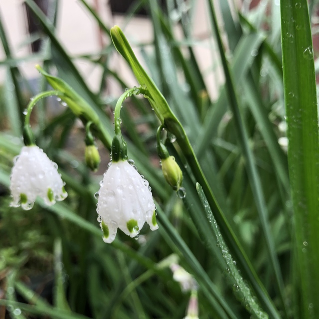 恵みの雨を受けつつ、神さまに祈りを捧げる姿に見えました。隣同士、一緒に神さまに向かう仲間が与えられているのも、素敵でした。新しい一週間が、みなさまにとって良い日々でありますように！