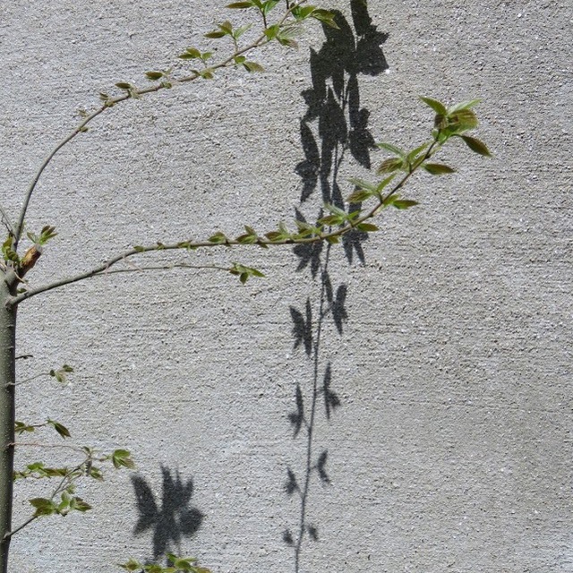 春の芽吹きを眺めながら、キリストの受難を覚える時。
『キリストの苦しみが満ちあふれてわたしたちにも及んでいるのと同じように、わたしたちの受ける慰めもキリストによって満ちあふれているからです。』Ⅱコリント1:5