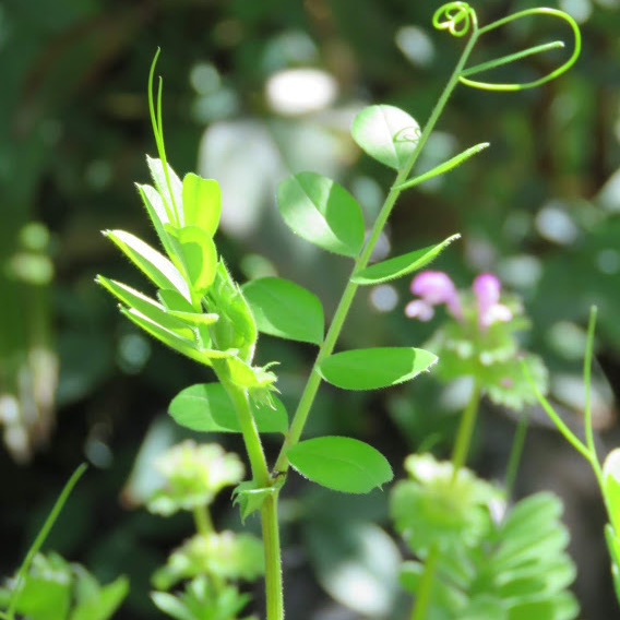 小さい植物にも細やかに趣向をこらす神さまを感じます