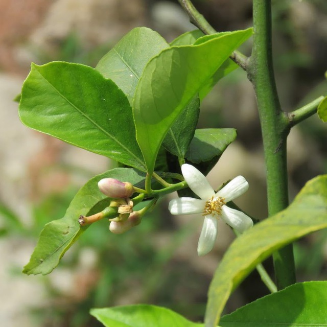 小集会室の裏庭に、レモンの花が咲き出しました。