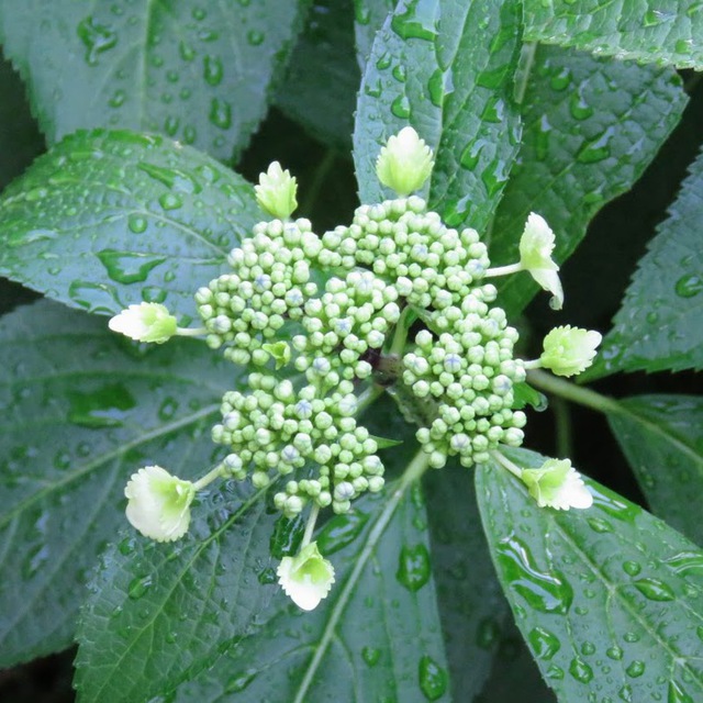 大雨の後、教会庭のあじさいの花が静かに咲き出していました。強い雨風に耐えて美しい花をひっそり咲かせるのだから、けなげというか強いというか、しなやかです。