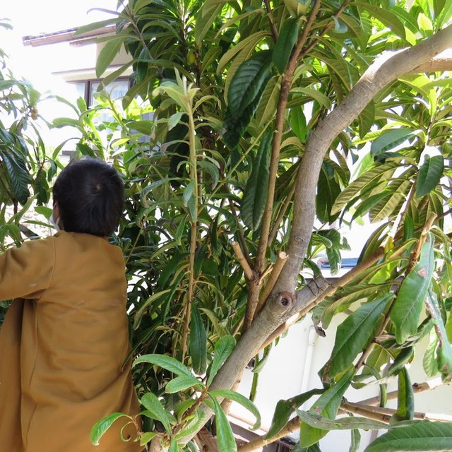 5/30 教会庭のびわ収穫、茂ったビワの木をかきわけて神学生さんが行く！