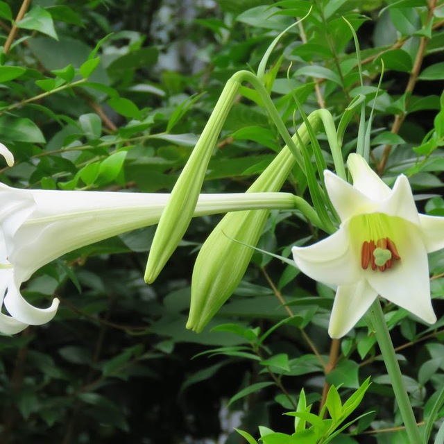 盛夏に咲く花なのにこの上なく涼しげな姿。今年は茎も良く伸びて２ｍほどに育ちました。花を見上げたら、暑さにねぼけた自分の背筋がピ～ンと伸びました。さあて、今日もがんばるか。