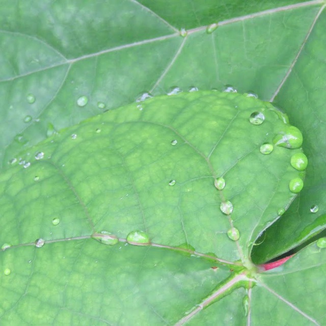 葉脈に沿って、雨上がりの水滴が宝石のよう。