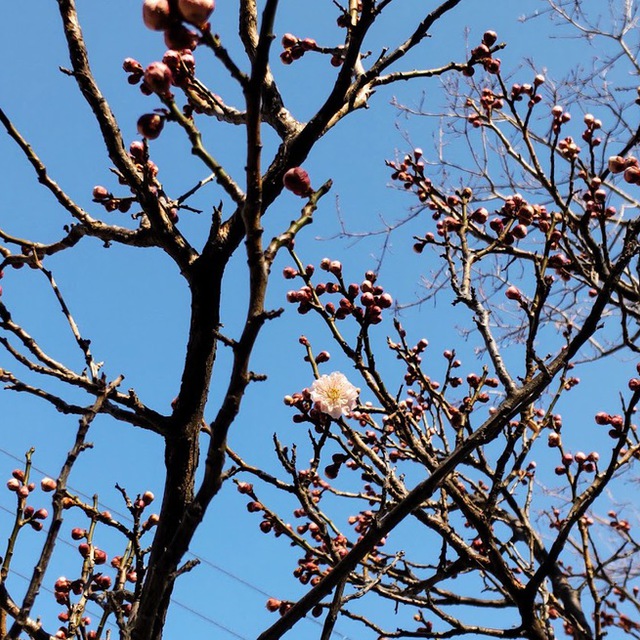 急に暖かくなった日、待ってましたとばかりに梅が開花していました。
