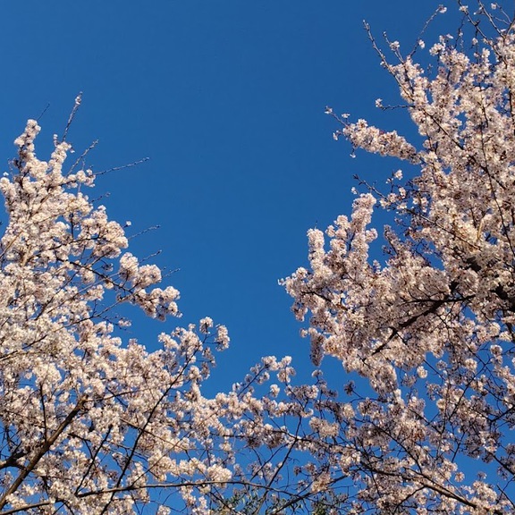 春の空の色と桜の色って、なんて合うんだろう。神様は最高のカラーコーディネーターだなぁ～と、ほれぼれ見上げてしまう。