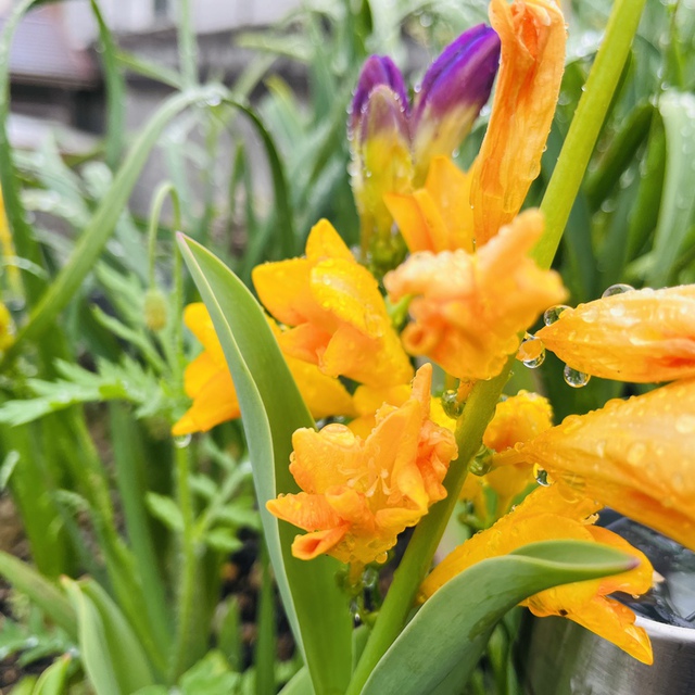 雨上がりの春の花シリーズ①♡