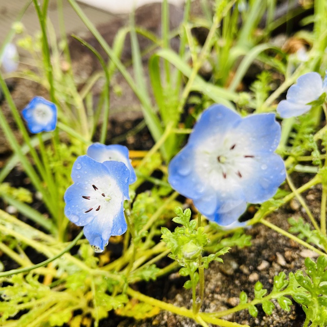 雨上がりの春の花シリーズ②♡