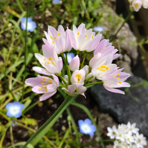 同時期に植えた球根なのに、時間差で順々に花が咲く不思議。