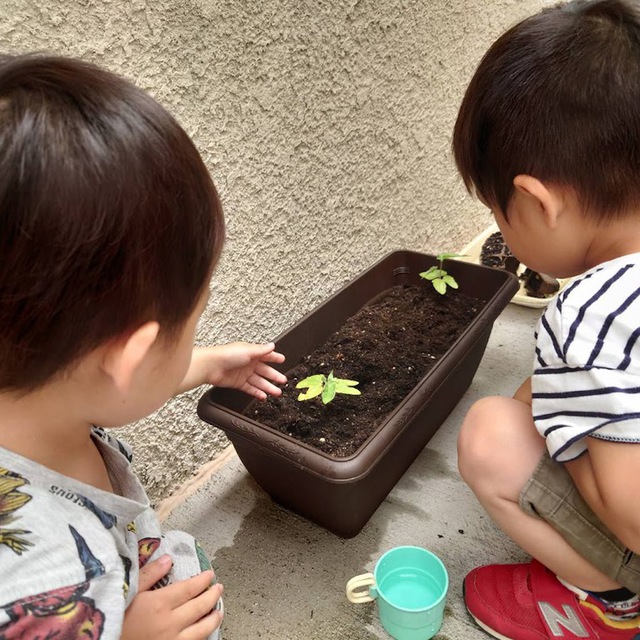 先日教会学校で種まきしたあさがおを移植しました。子どもたちが大切に、そーっと植えてくれました。