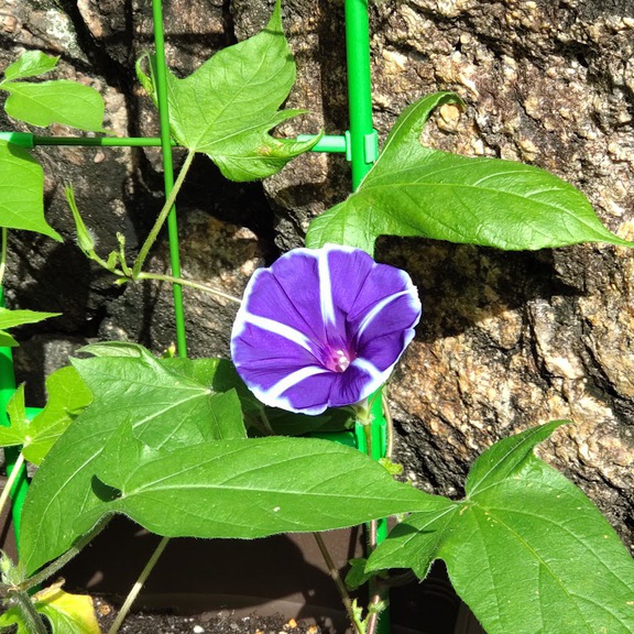 教会学校で種まきした朝顔が、初開花しました♪