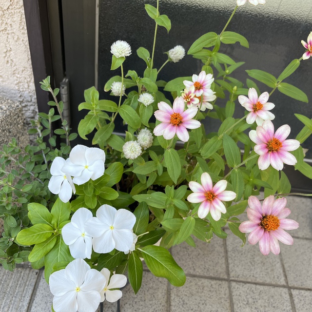 教会入り口の花たちと共に、残暑お見舞い申し上げます。皆さま、夏の後半もどうかお元気で♡ 