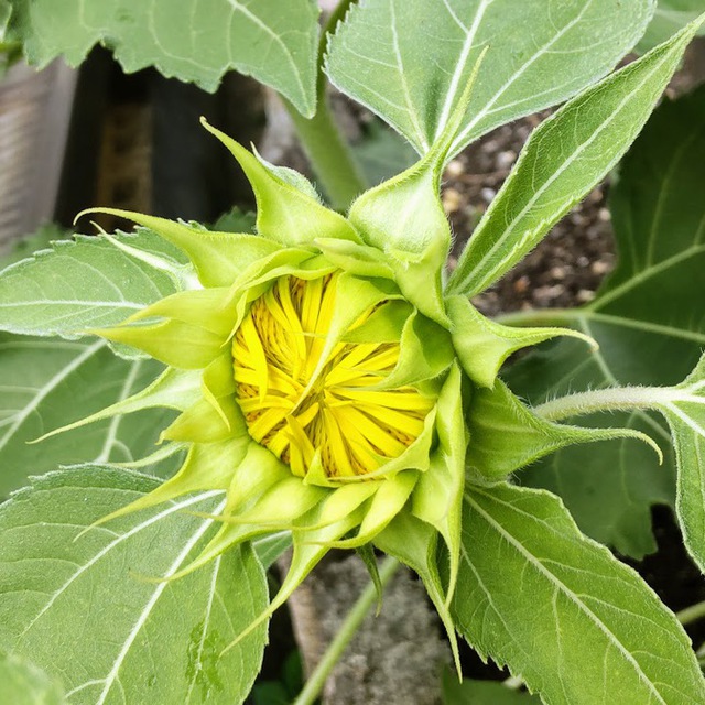 存在感のあるひまわりのつぼみ、中に花びらがぎっしり詰まっている！
