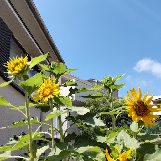 大雨後の晴れ間に映えて、ひまわり開花！教会の階段下からも良く見えるほど背が伸びました。